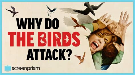 bird attack